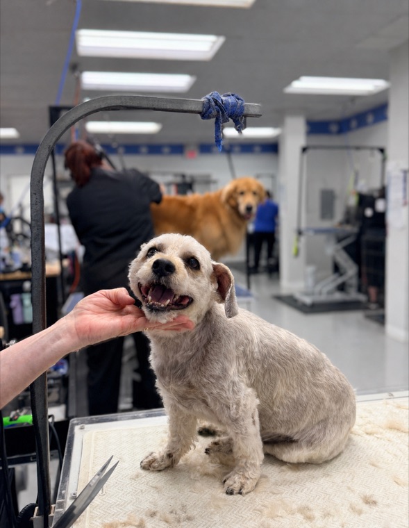 A smiling freshly groomed dog at Brushcuts